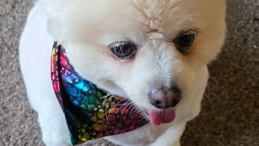 Cute dog in rainbow bandana at Fur Ever Fab Pet Grooming, Park Avenue, Queensland, AU.