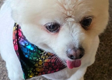 Cute dog in rainbow bandana at Fur Ever Fab Pet Grooming, Park Avenue, Queensland, AU.