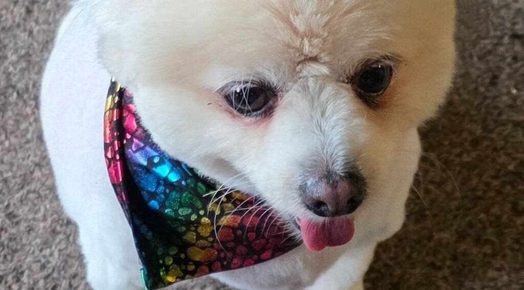 Cute dog in rainbow bandana at Fur Ever Fab Pet Grooming, Park Avenue, Queensland, AU.