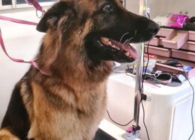 German Shepherd enjoying grooming at Fur Ever Fab Pet Grooming on Park Avenue, Queensland, AU.