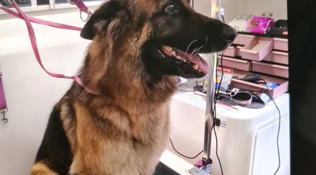 German Shepherd enjoying grooming at Fur Ever Fab Pet Grooming on Park Avenue, Queensland, AU.