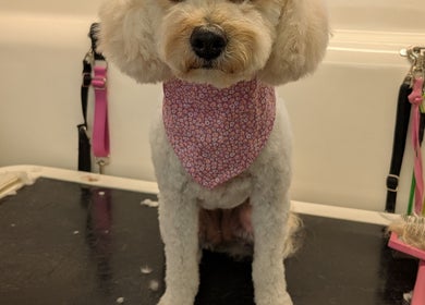 Dog with stylish haircut and pink bandana at Fur Ever Fab Pet Grooming, Park Avenue, Queensland, AU.