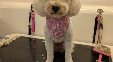 Dog with stylish haircut and pink bandana at Fur Ever Fab Pet Grooming, Park Avenue, Queensland, AU.