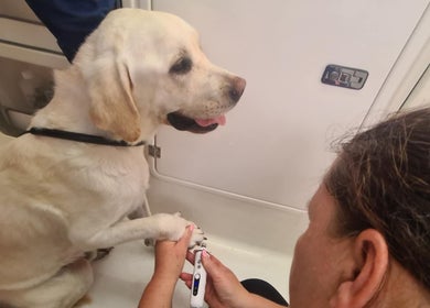 Dog enjoys grooming at Fur Ever Fab Pet Grooming on Park Avenue, Queensland, AU. Nail trimming in progress.