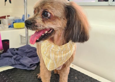 Happy dog after grooming at Fur Ever Fab Pet Grooming on Park Avenue, Queensland, AU.
