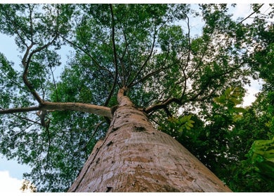 Majestic tree view at icaptureja, Reading, St. James Parish, JM, showcasing lush greenery and serene ambiance.