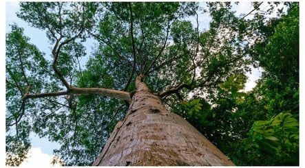 Majestic tree view at icaptureja, Reading, St. James Parish, JM, showcasing lush greenery and serene ambiance.