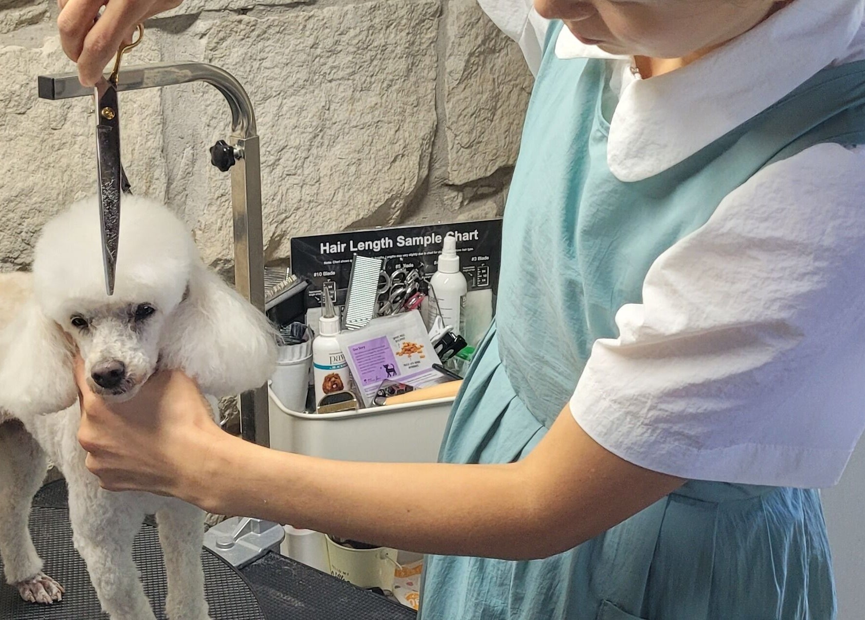 Groomer trims a poodle's fur at Killara Pups, Killara, New South Wales, AU, showcasing expert pet care.