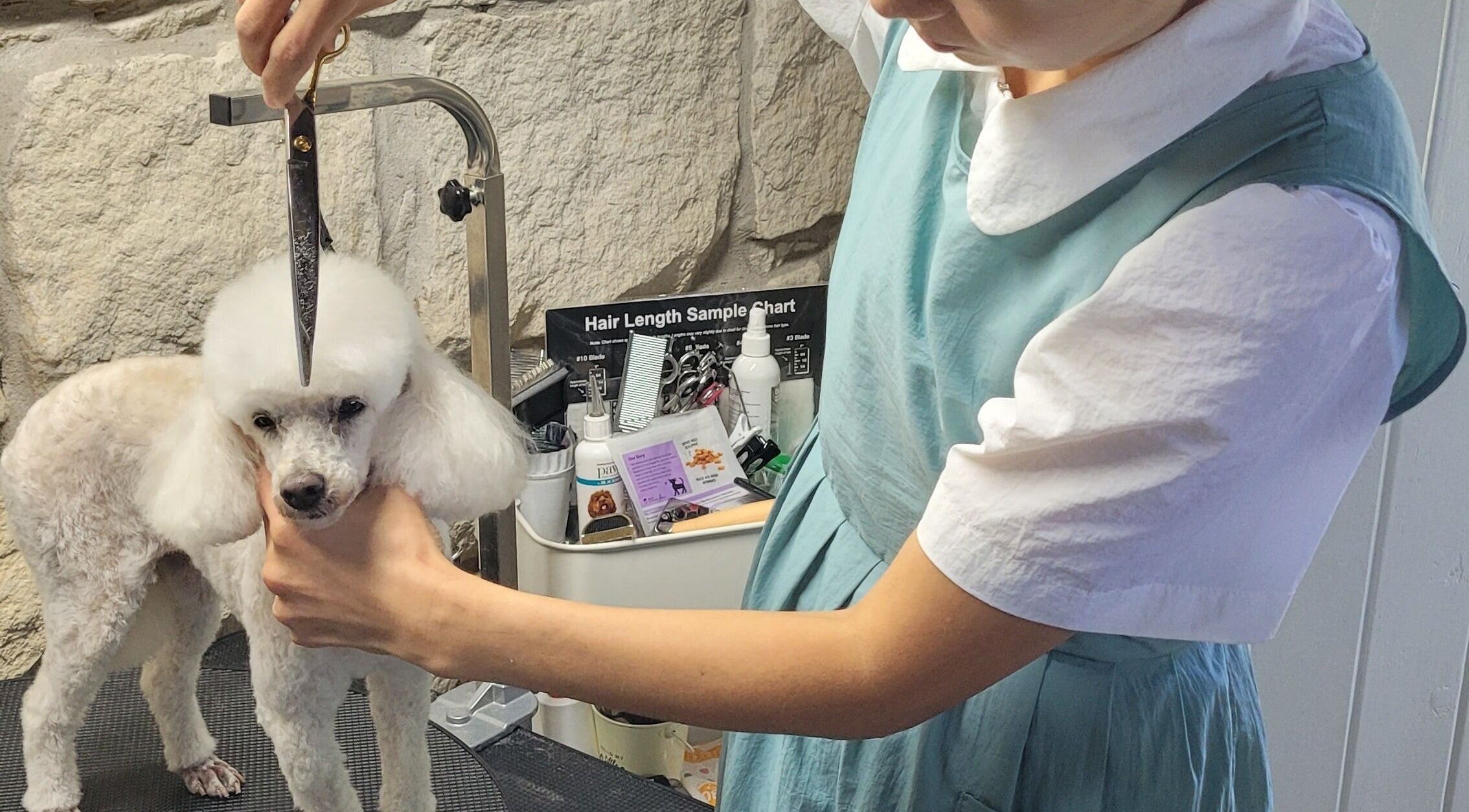 Groomer trims a poodle's fur at Killara Pups, Killara, New South Wales, AU, showcasing expert pet care.