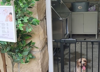 Entrance of Killara Pups in Killara, New South Wales with a happy dog behind a gate.