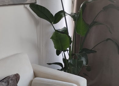 Salon lumineux et moderne chez ART institut, Genève, Genève, CH avec plante verte et fauteuil blanc.