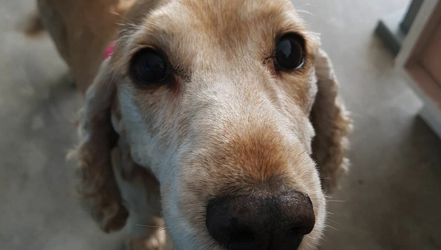 A Pet's Prerogative  image 1