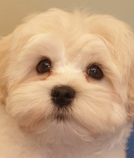 A Pet's Prerogative  image 2