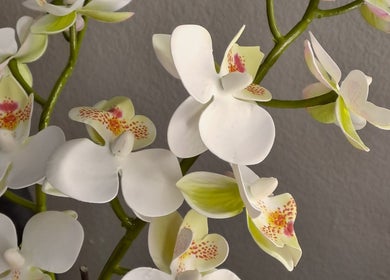 Elegant orchid display at BeautyMe, Cape Town, Western Cape, ZA enhancing serene spa environment.