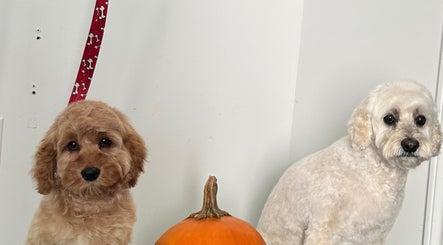 Two groomed dogs posed with a pumpkin at Dog Grooming by Kate, Innisfil, Ontario, CA.