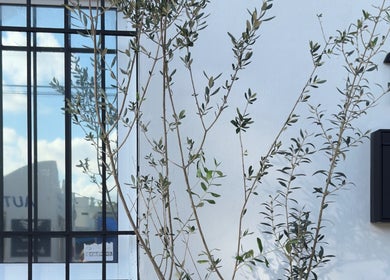 Entrada de Olivia Studio en Mérida, Yucatán, MX con ventana y planta decorativa.