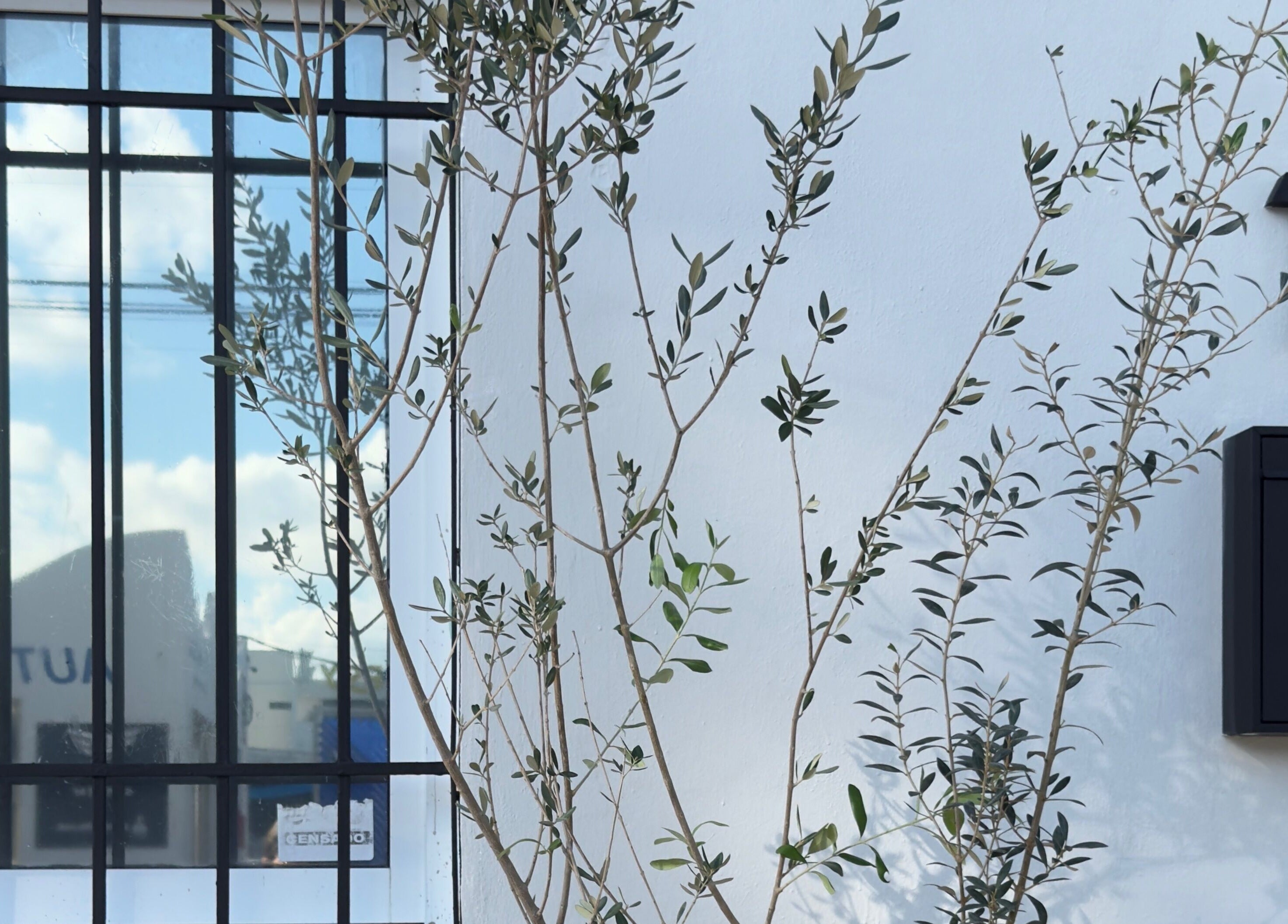 Olivo frente a Olivia Studio en Mérida, Yucatán, MX, mostrando diseño minimalista.