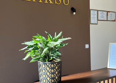 Stylowa recepcja z rośliną w ANDY, Busko-zdrój, Województwo Świętokrzyskie, PL.