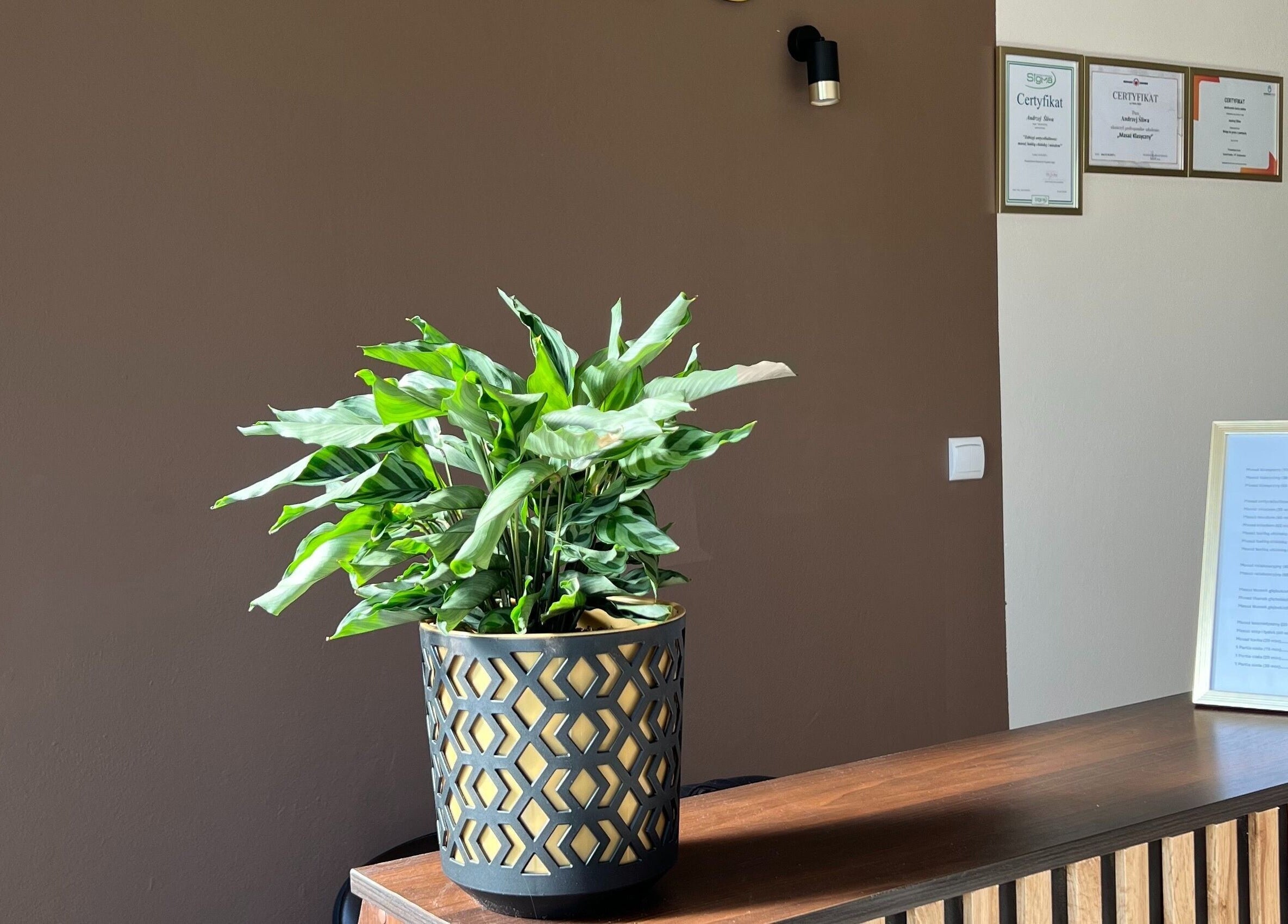 Recepcja w Przystań Relaksu, Busko-zdrój. Roślina w ozdobnej donicy, certyfikaty na ścianie.