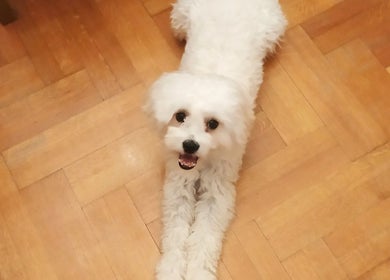 Adorable white fluffy dog greets guests at TheHairSalon in Cholargos, GR, complementing the cozy ambiance.