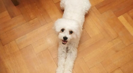 Adorable white fluffy dog greets guests at TheHairSalon in Cholargos, GR, complementing the cozy ambiance.
