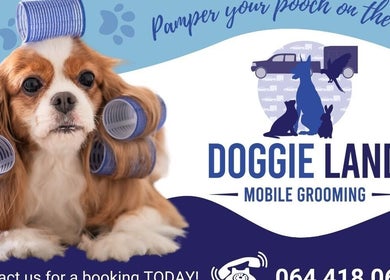 Cavalier dog with curlers at Doggie Land Mobile Grooming in ZA - Pamper your pooch on the go!