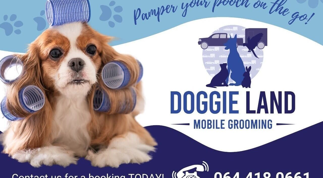 Cavalier dog with curlers at Doggie Land Mobile Grooming in ZA - Pamper your pooch on the go!
