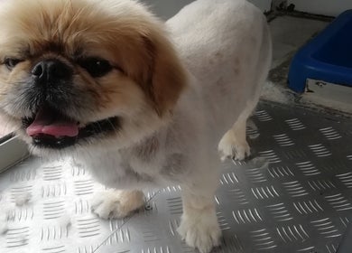 Groomed dog smiling inside Doggie Land Mobile Grooming in ZA.