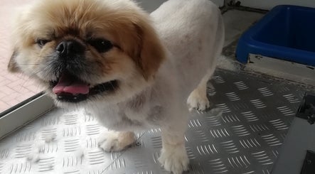 Groomed dog smiling inside Doggie Land Mobile Grooming in ZA.