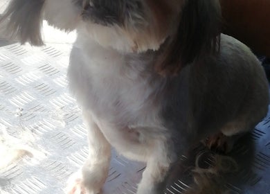 A freshly groomed dog after a session at Doggie Land Mobile Grooming, ZA.