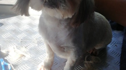 A freshly groomed dog after a session at Doggie Land Mobile Grooming, ZA.