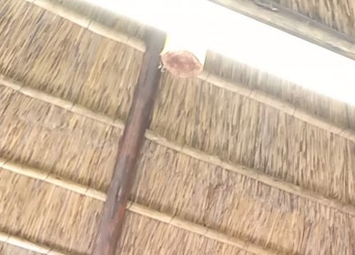Rustic thatched ceiling with bright light at Classic Touch Barber, Sandton, Gauteng, ZA.