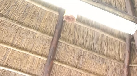Rustic thatched ceiling with bright light at Classic Touch Barber, Sandton, Gauteng, ZA.