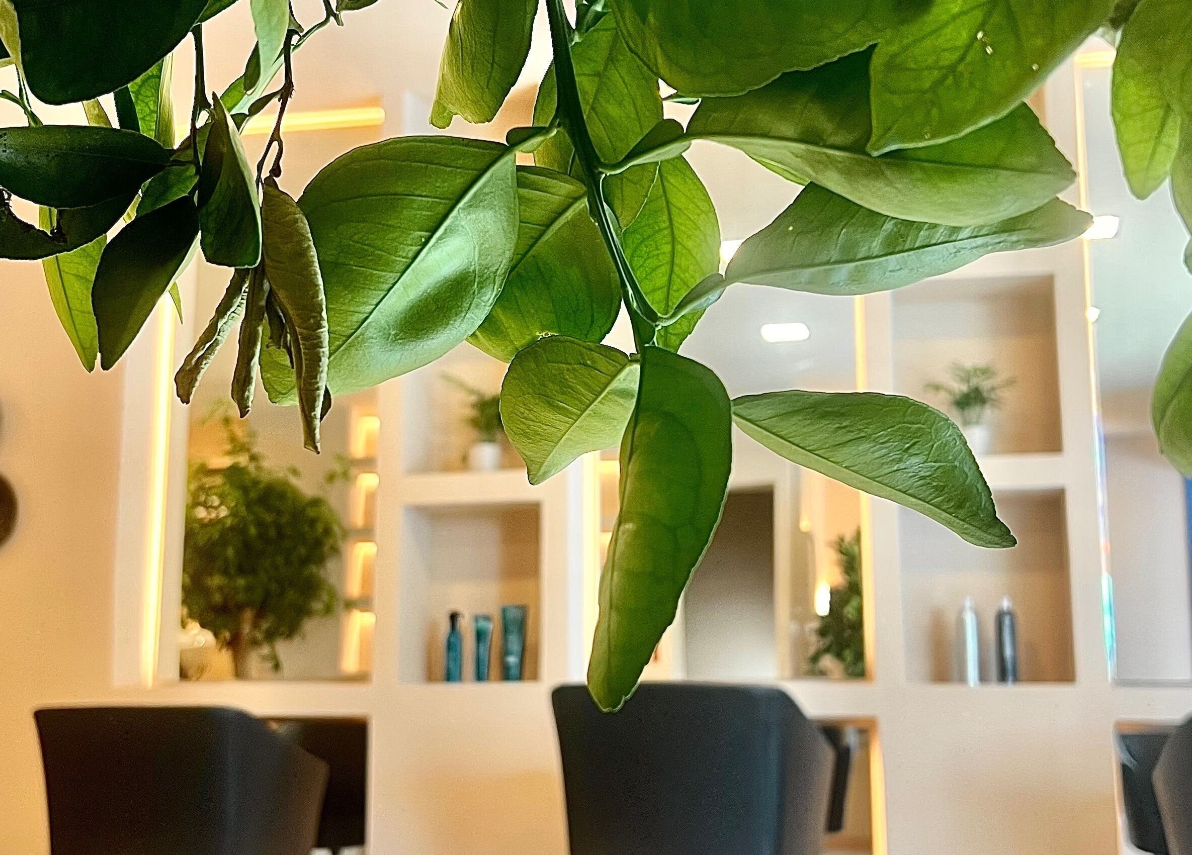 Lush green leaves creating a serene ambiance at Umeo Marbella, Marbella, Andalucía, ES, highlighting natural decor.