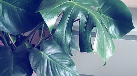 Groene monstera plant bij The Beauty Project, Boortmeerbeek, Vlaanderen, BE. Natuurlijke schoonheid en rust.