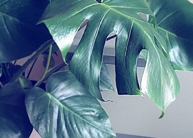 Groene monstera-bladeren bij The Beauty Project in Boortmeerbeek, Vlaanderen, BE, creëren een rustige ambiance.