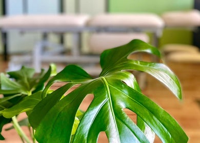 Lush green leaves in a tranquil setting at Serotoniin Studio, Tallinn, Harju maakond, EE.