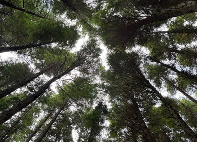 Serene treetop view at Luna Healing, Newcastle upon Tyne, England, GB. Tranquility in nature.