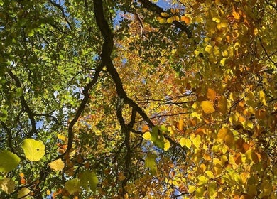 Vibrant autumn leaves at Luna Healing, Newcastle upon Tyne, England, GB.