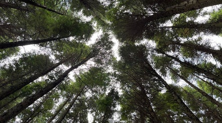 Serene forest canopy at Luna Healing, Newcastle upon Tyne, England, GB, offering tranquil wellness escapes.