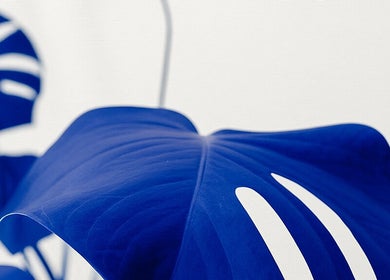 Σύγχρονη μπλε φυλλωσιά στο OG aesthetics, Στρόβολος, Λευκωσία, CY, ενισχύει την ηρεμία και την ομορφιά του χώρου.