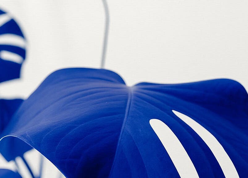 Μοντέρνα διακόσμηση φύλλων στο OG aesthetics, Στρόβολος, Λευκωσία, CY.