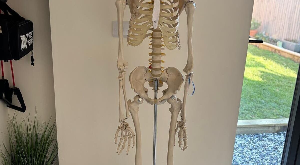 Anatomical skeleton model at THRIVE Massage Therapy - QUORN, Quorn, England, GB, showcasing human skeletal structure.