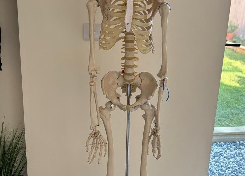 Anatomical skeleton at THRIVE Massage Therapy - QUORN, Quorn, England, GB for educational purposes.