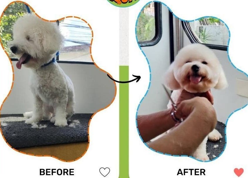 Before and after pet grooming at Scoobs And Boops Mobile Pet Grooming, Parañaque, Metro Manila, PH.
