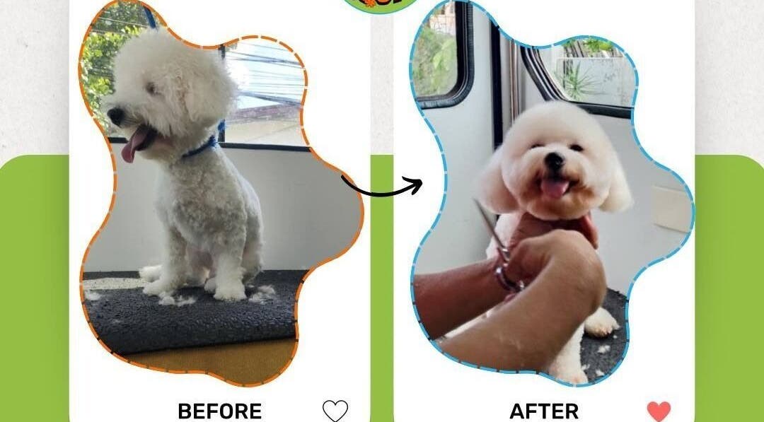 Before and after pet grooming at Scoobs And Boops Mobile Pet Grooming, Parañaque, Metro Manila, PH.