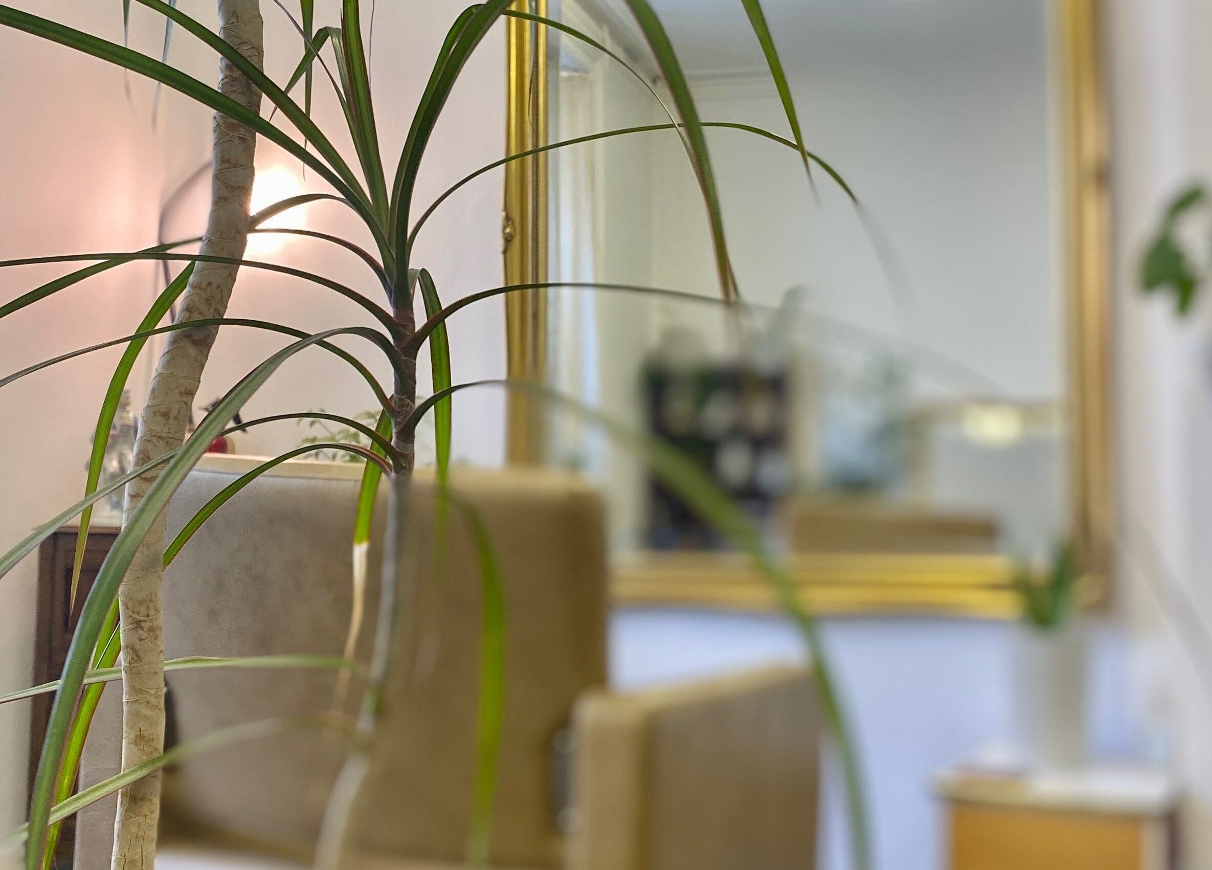 Elegant interior of Do-Lalli Hair in London, England, GB, featuring a stylish plant and gold-framed mirror.