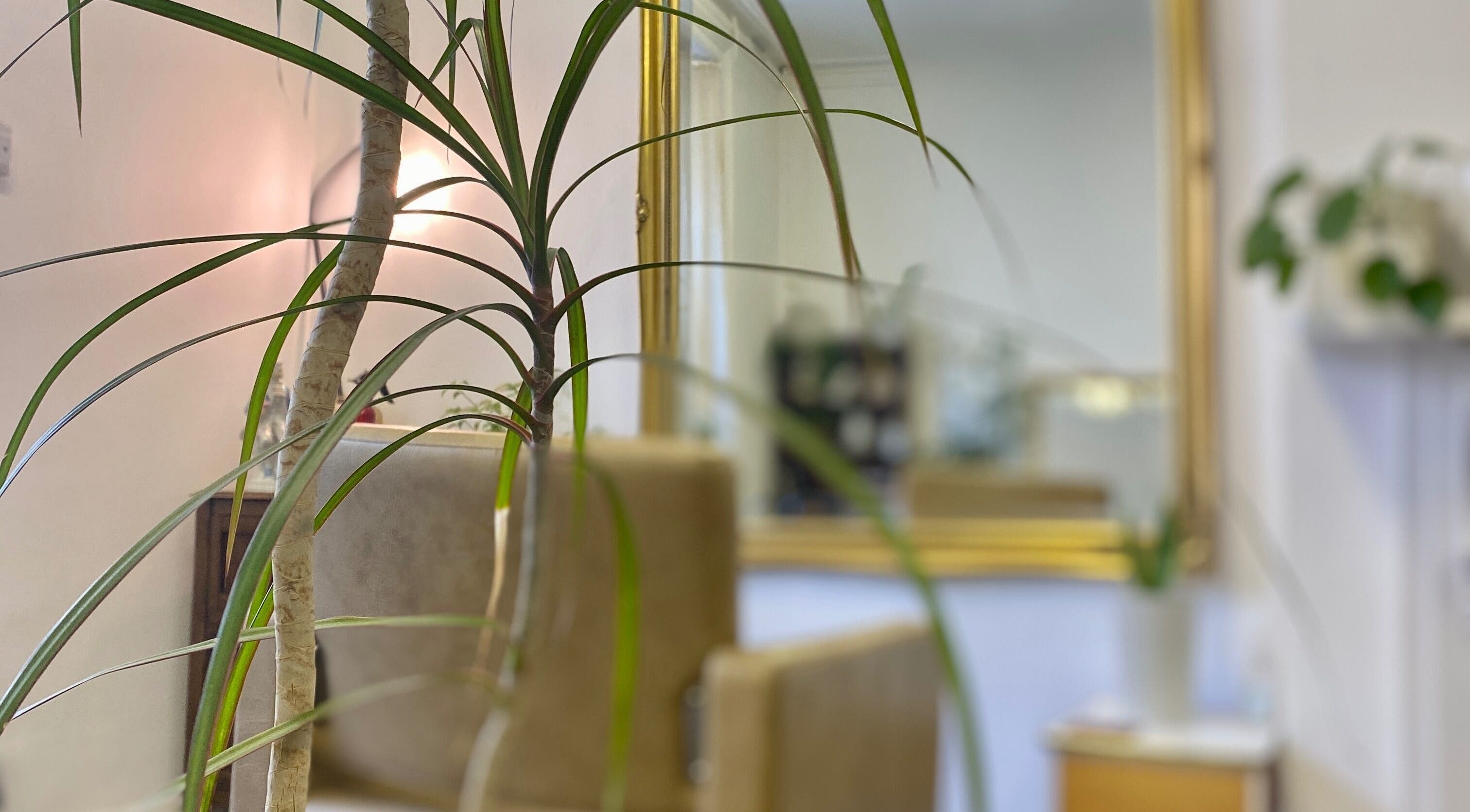 Elegant interior of Do-Lalli Hair in London, England, GB, featuring a stylish plant and gold-framed mirror.