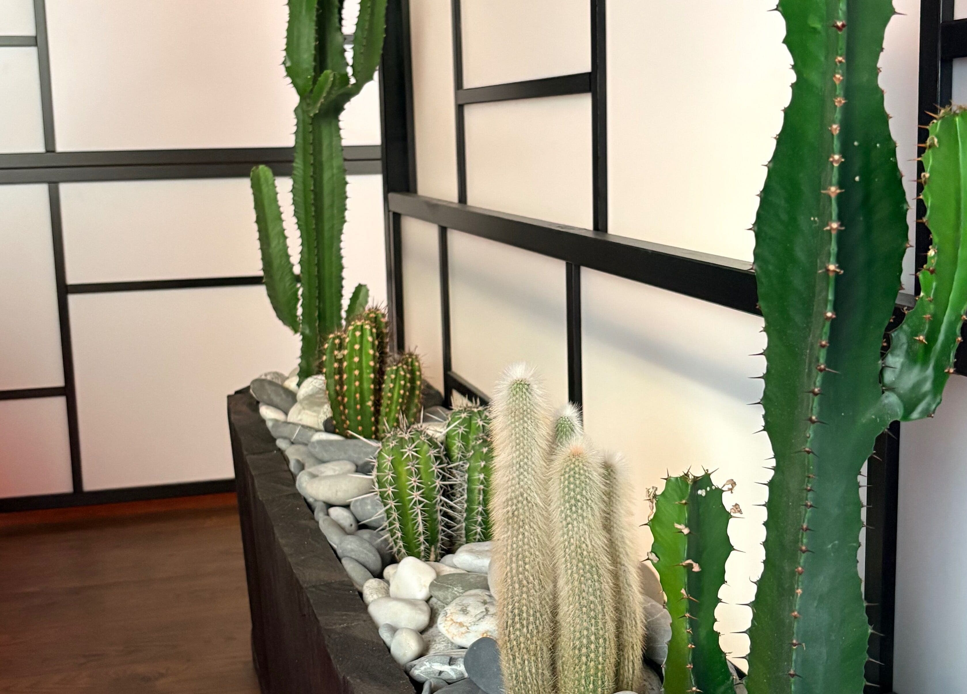 Chic cactus display at N a n d o | Massage Therapy, Dalkey, County Dublin, IE.