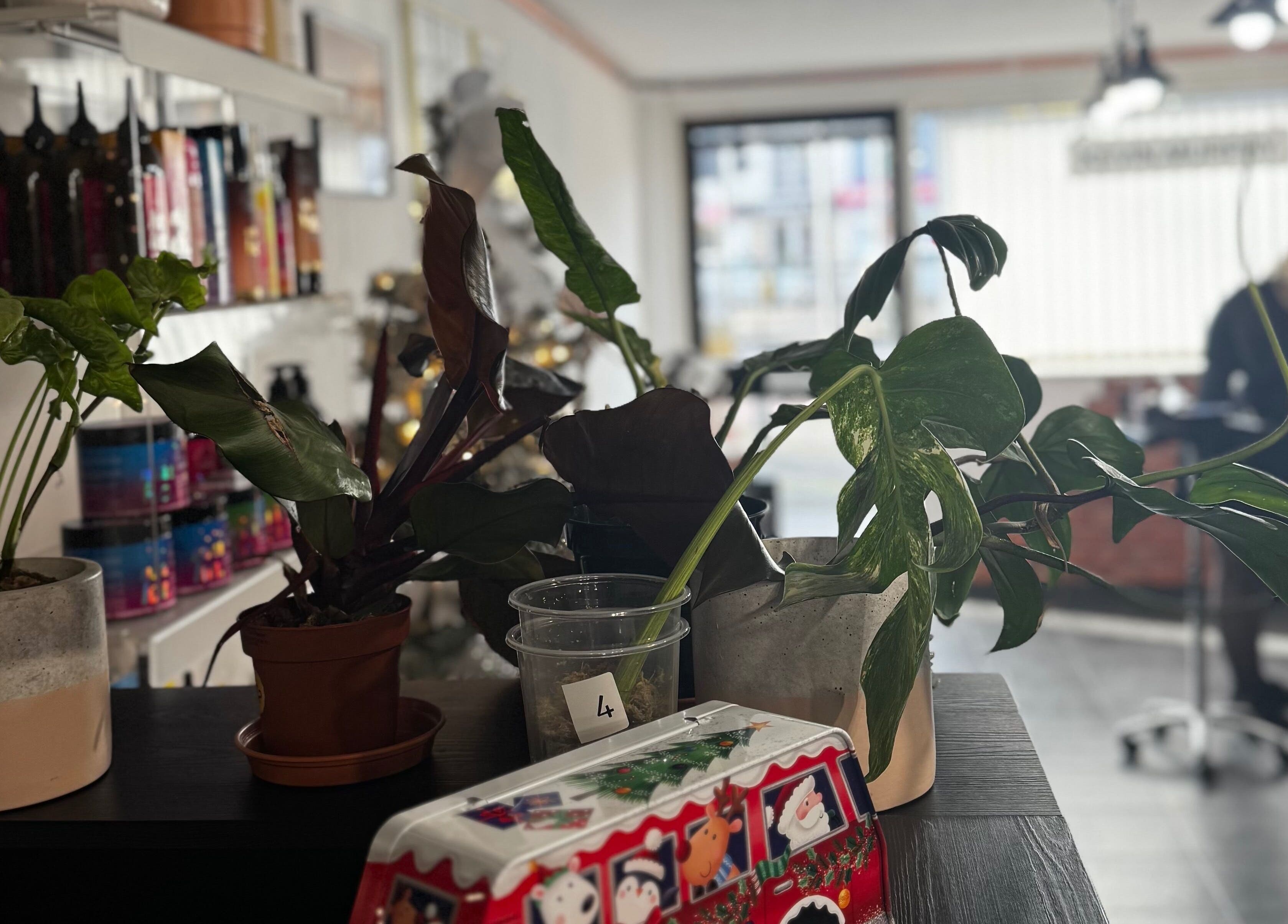 Rośliny w salonie Kaz.stylist, Peterborough, England, GB, tworzą przytulną atmosferę.